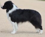 Border Collies of Little Swan Flow Border Collies of Little Swan Flow