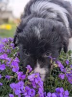 Border Collies of Little Swan Flow Border Collies of Little Swan Flow