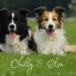 Border Collies of Little Swan Flow