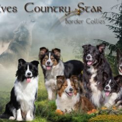 Wolves Country Star