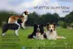 Border Collies of Little Swan Flow Border Collies of Little Swan Flow