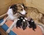 Border Collies of Little Swan Flow Border Collies of Little Swan Flow