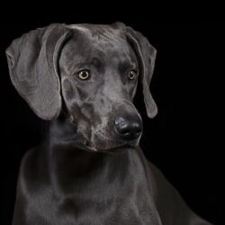 Weimaraner of royal Diamonds