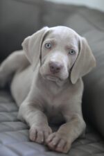 Weimaraner of royal Diamonds Weimaraner of royal Diamonds