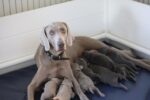 Weimaraner of royal Diamonds Weimaraner of royal Diamonds