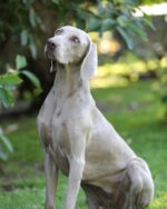 Weimaraner of royal Diamonds Weimaraner of royal Diamonds