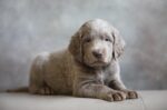 Weimaraner of royal Diamonds Weimaraner of royal Diamonds