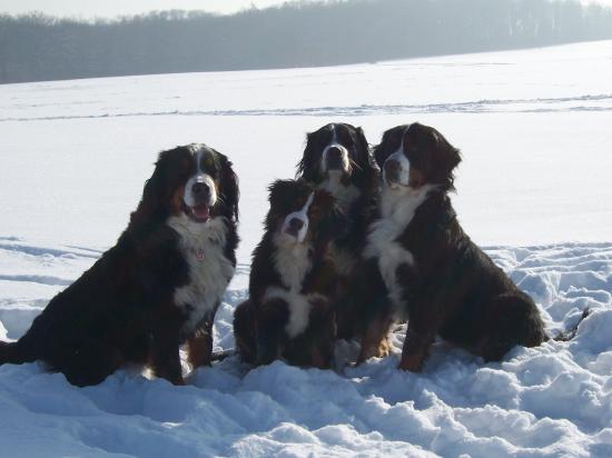 Berner Sennenhunde