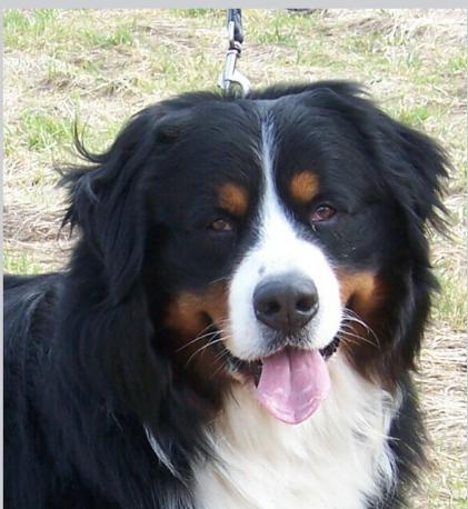 Berner Sennenhund Jerry de Marais de Champagne Jerry de Marais de Champagne