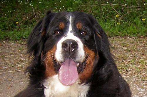 Berner Sennenhündin Quayla von den Helvetiern am Erbach Quayla von den Helvetiern am Erbach