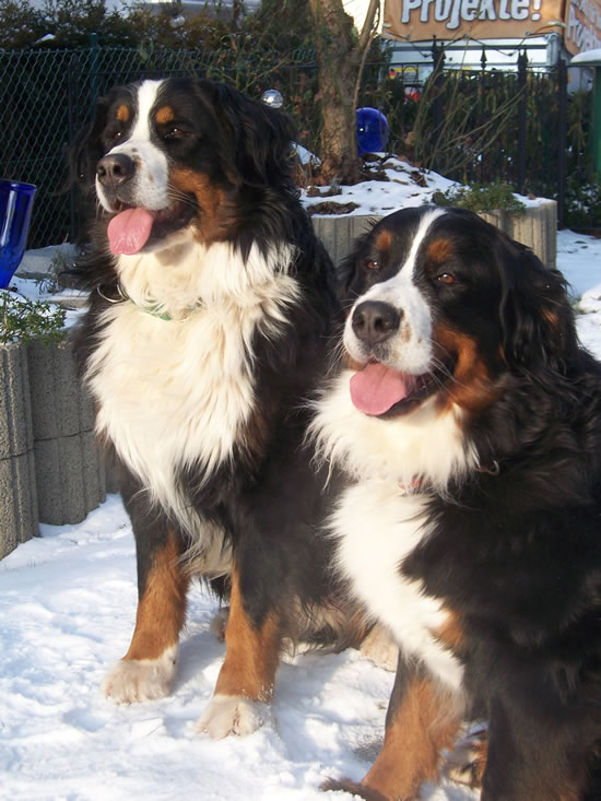 Berner Sennenhunde