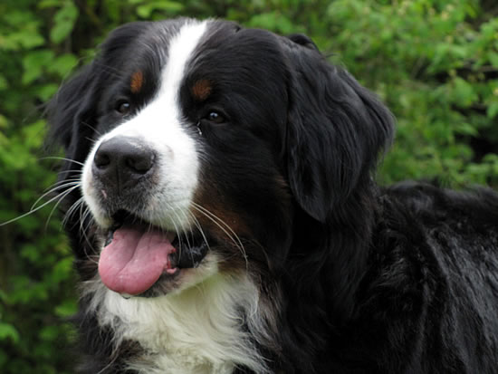 Berner Sennenhund Rüde 