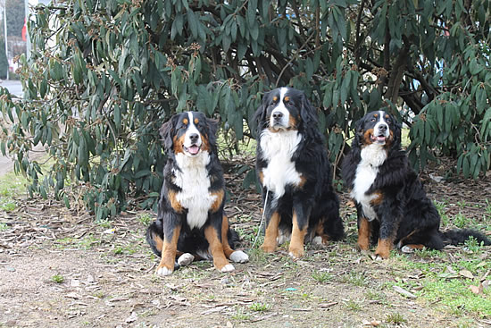 Berner Sennenhund