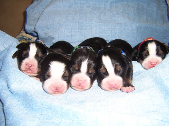 Berner Sennenhunde Welpen