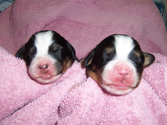 Zwei Welpen der Rasse Berner Sennenhund