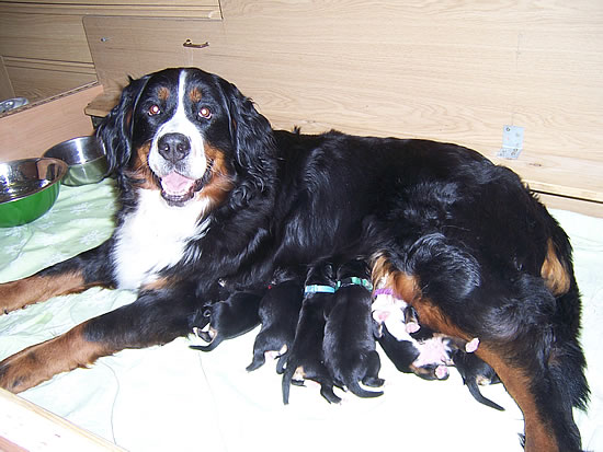 Berner Sennenhund Welpen