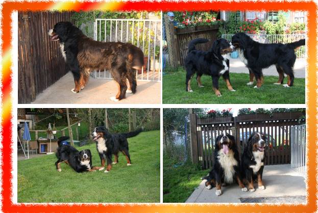 Berner Sennenhunde