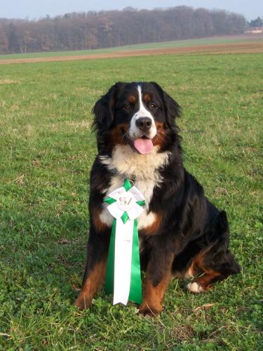 Das Foto zeigt die Berner Sennenhund Hündin Sunshine Berner Sennenhund Sunshine