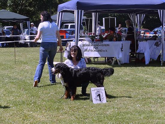 Berner Sennenhund Ausstellung