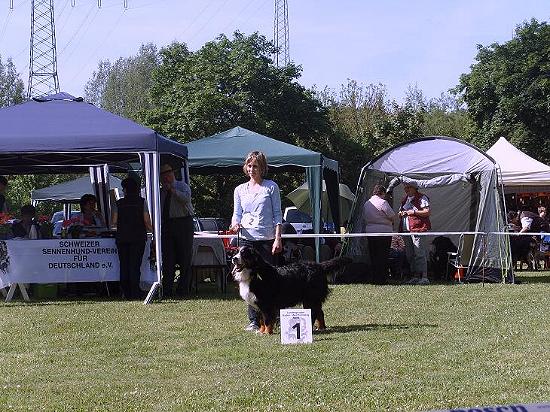 Ausstellung Berner Sennennhunde