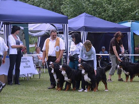 Gruppe Berner Sennennhunde