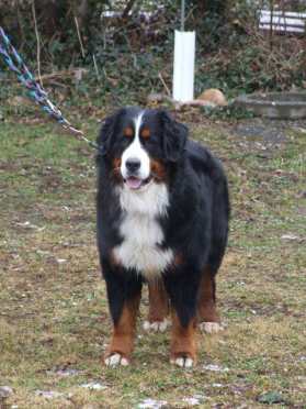 Berner Sennenhund  Rüde
