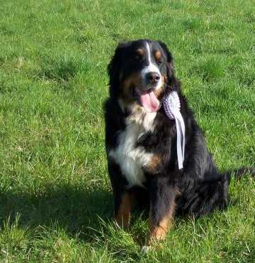 Berner Sennenhunde