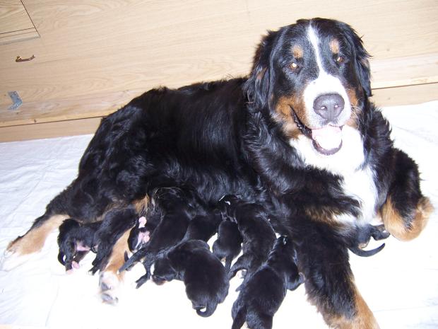 Berner Sennenhunde