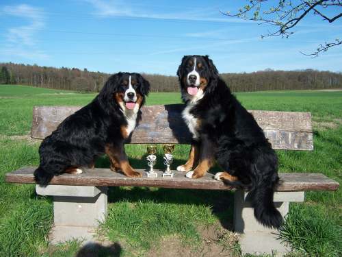 Berner Sennenhunde
