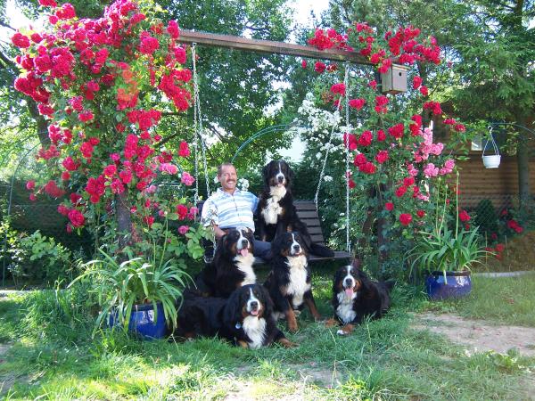 Berner Sennenhunde von den Helvetiern