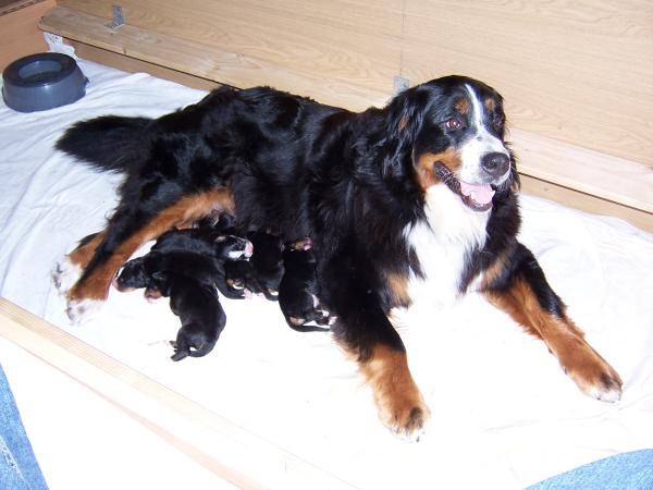 Welpen