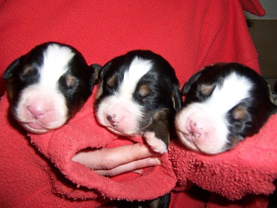 Berner Sennenhund Welpen vom Mai 2012