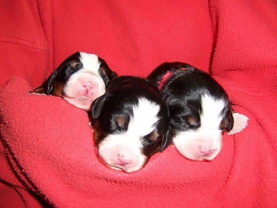 Berner Welpen - geboren im Mai 2012